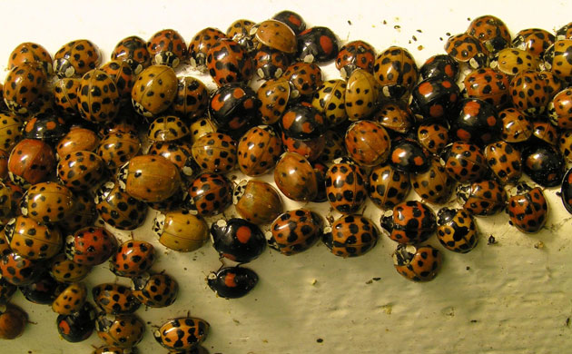 Ladybird: Harlequin ladybirds