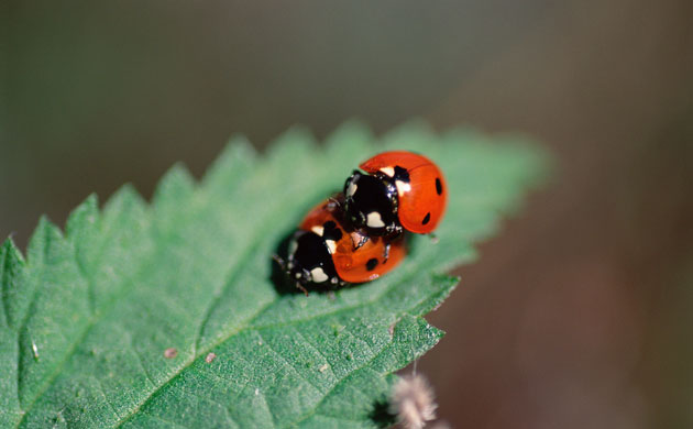 Ladybird: Two Ladybugs Mating