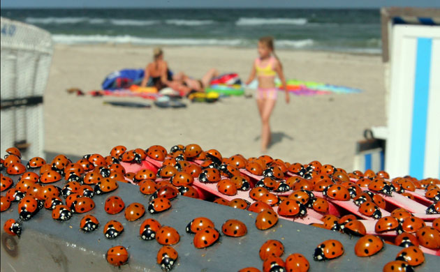 Ladybird: Ladybugs at Baltic Sea beach Warnemuende