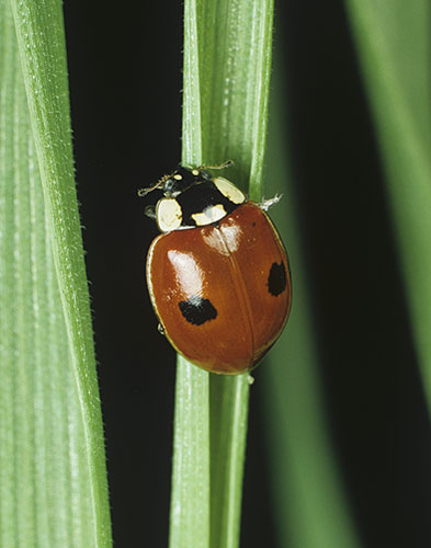Ladybird: Two-Spot Ladybird Beetle