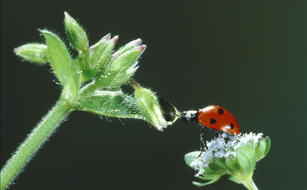 Ladybird: Ladybird on a flower