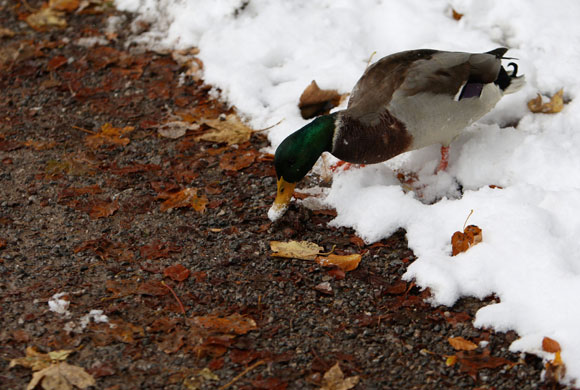 24 hours: Winter Hits Germany