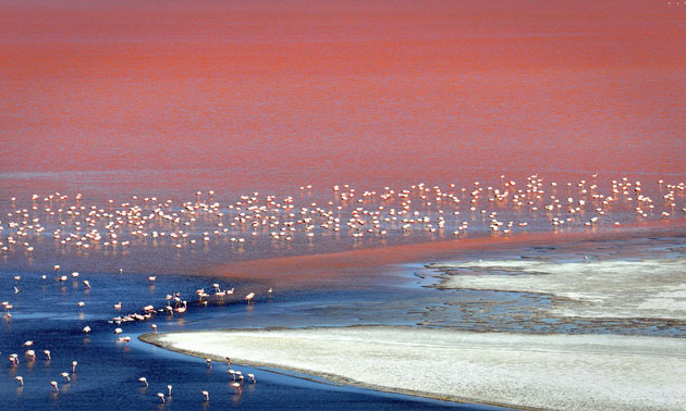 24 hours in pictures: A large flock of flamingos are seen wading in Laguna Colorada