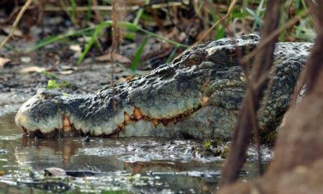 crocodiles environment