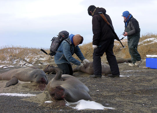 Week in Wildlife: Alaska dead walruses