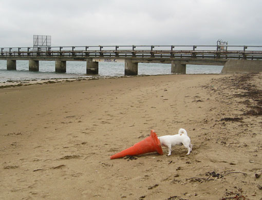 In Pictures: Curiosity: Colin Nelson