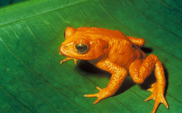 Decade Extinct Species: Golden Toad
