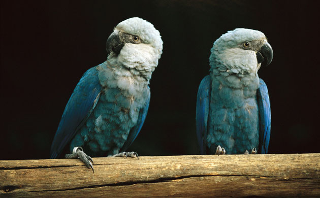 Decade Extinct Species: Spix's macaw
