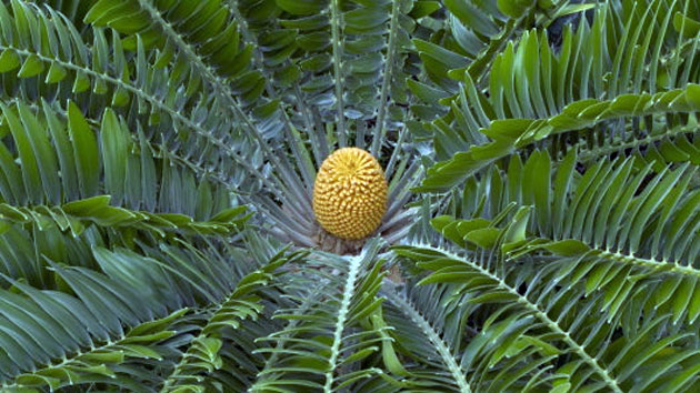 Decade Extinct Species: Woods Cycad Encephalartos woodii