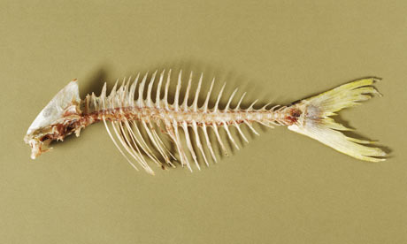 Fish bones