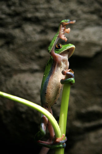 week in wildlife: An endangered Agalychnis annae, known as a Blue-Sided Leaf Frog, Costa Rica