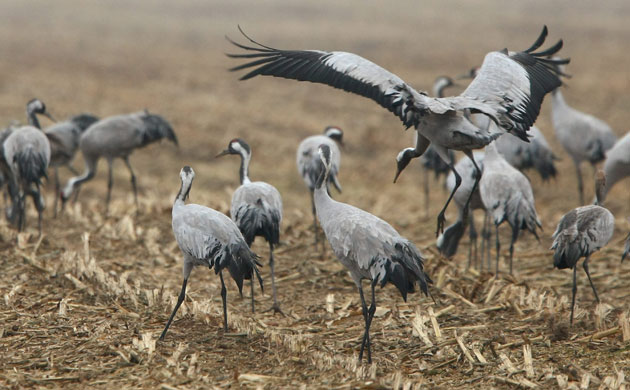 week in wildlife: Cranes October 20, 2009 near Linum, Germany