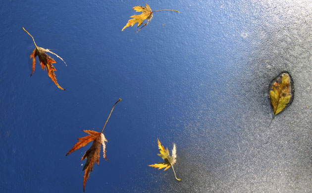 week in wildlife: Autumn leaves fall onto a frosted glass roof in Kaufbeuren, Germany