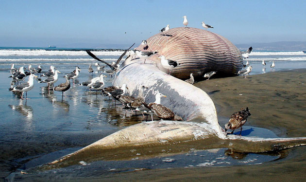 week in wildlife: A blue whale washed up in Ensenada Mexico