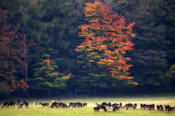 week in wildlife: Deer during the rutting season at Raby Castle, Co Durham