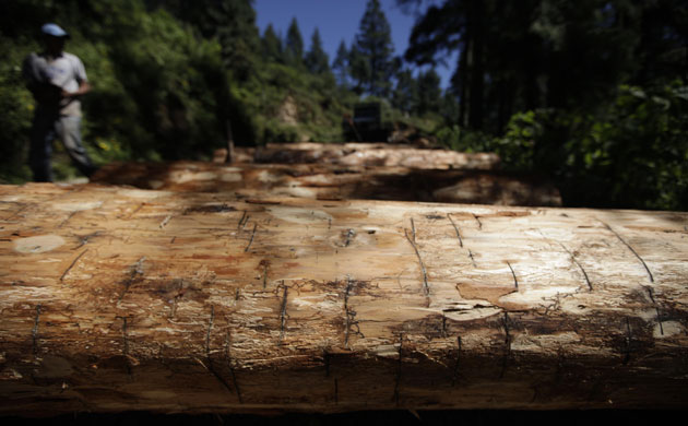 week in wildlife:  Monarch butterfly reserve near Ocampo,  Mexico