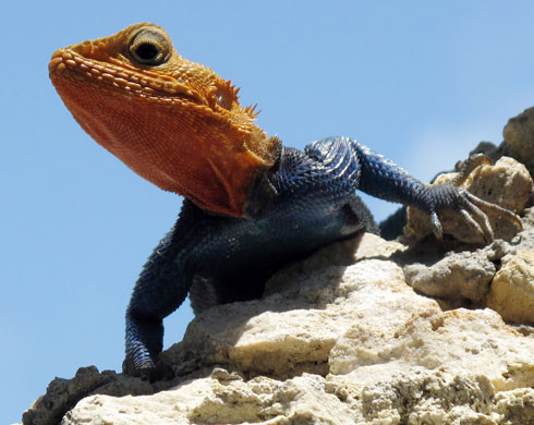 week in wildlife:  A male Red Headed Agama, Mombasa, Kenya