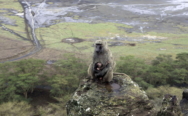 week in wildlife:  A baby baboon with mother, with the receding shore of lake Nakuru in Kenya
