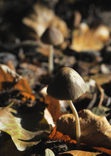 week in wildlife: Mushrooms grow in the foliage in the woods of Berlin's Tiergarten Park