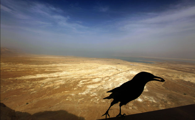 week in wildlife: A bird lands on a balcony at the ancient Jewish site of Masada