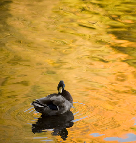 week in wildlife: A duck preens itself on Loch Faskally, in Perthshire, Scotland