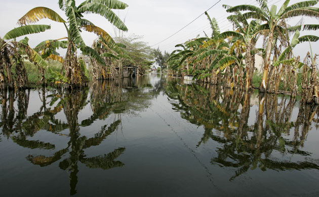 week in wildlife: Banana trees in floodwaters following typhoons in Taguig, Philippines