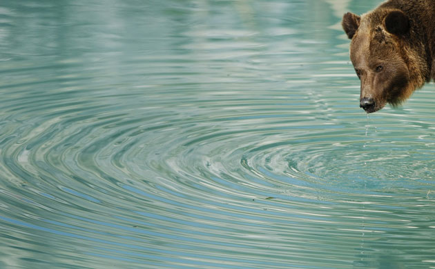 week in wildlife: Black Bear Bjork drinks water in the new built bear park in Bern