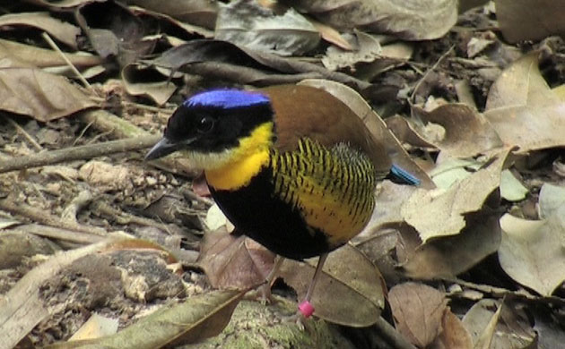 week in wildlife: Gurney's pitta