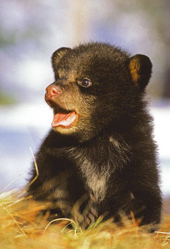 Lynn Rogers: Black Bears Of The Northwoods