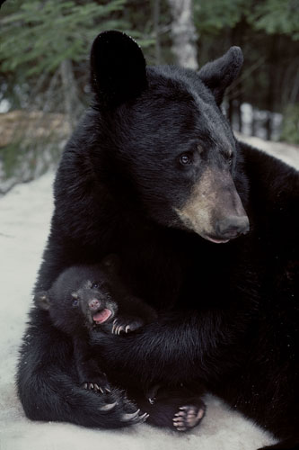 Lynn Rogers: Black Bears Of The Northwoods