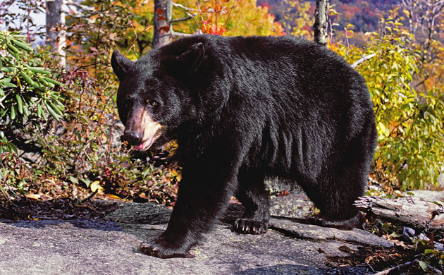 Lynn Rogers: Black Bears Of The Northwoods
