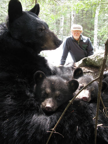 Lynn Rogers: Black Bears Of The Northwoods