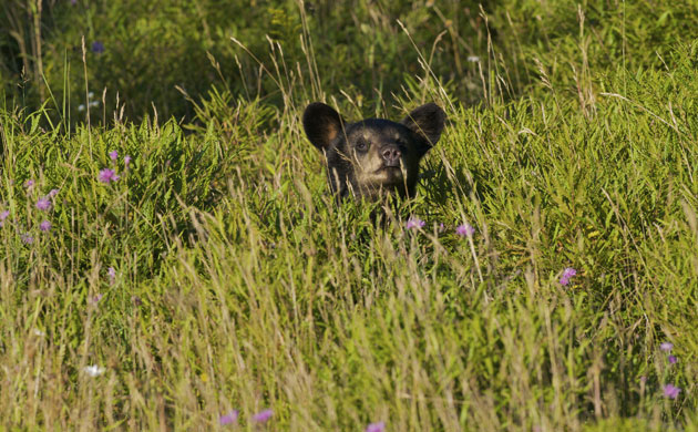 Lynn Rogers: Black Bears Of The Northwoods