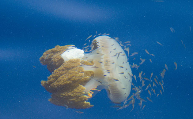 Montara oil rig: Oil rig leak fuel into the Timor Sea 