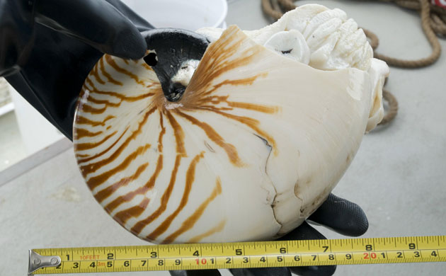 Montara oil rig: Oil rig leak fuel into the Timor Sea 