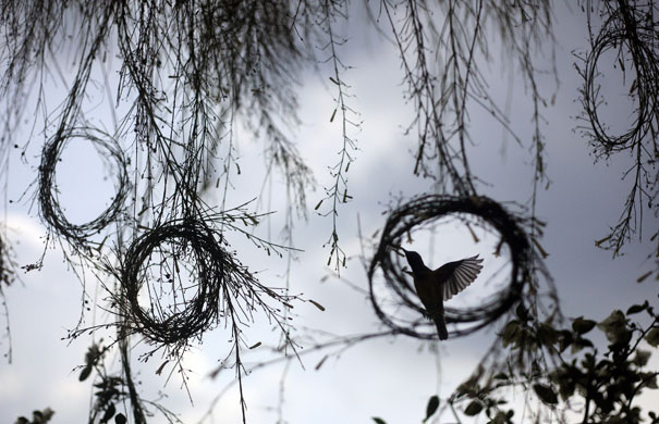 24 hours: Singapore: A hummingbird  looks for nectar among plants on a balcony