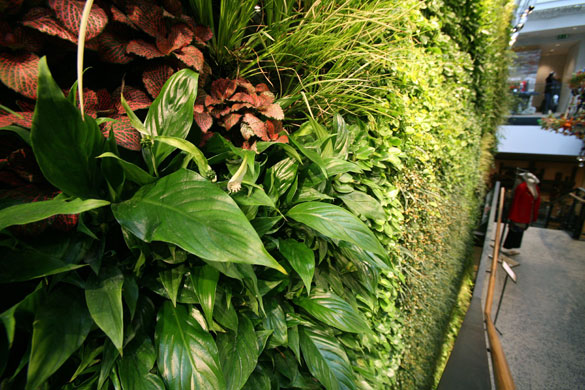 Anthropologie London: The centrepiece of the London store is a living green wall of plants