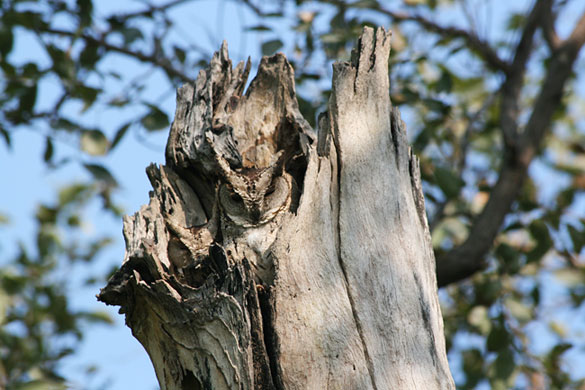 in pictures: disguise: Chris Johnson