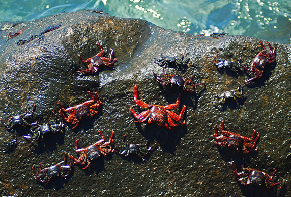 in pictures: disguise: Emily Woodeson