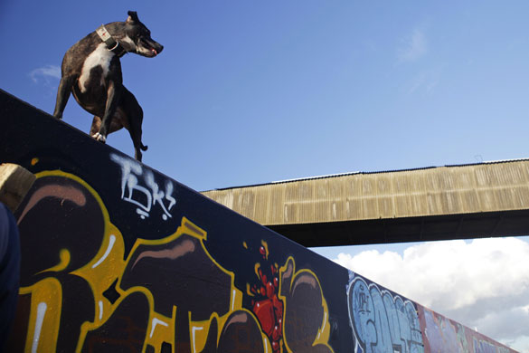 24 hours: A dog walks on the top of a graffiti-painted concrete tidal flood barrier