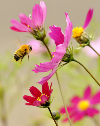24 hours: A honeybee hovers over a cosmos flower in Japan