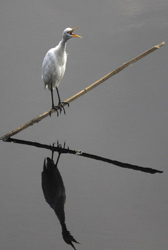 24 hours: An egret perches on a pole in wetlands in Gauhati