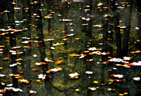 27 October 2009: Prague, Czech Republic: A reflection of autumn trees in the Vltava river