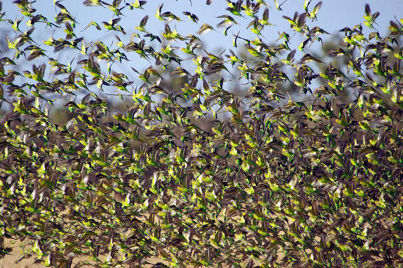 27 October 2009: Queensland, Australia: A flock of budgerigars