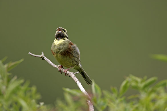 the decade in birds: Cirl Bunting Emberiza cirlus