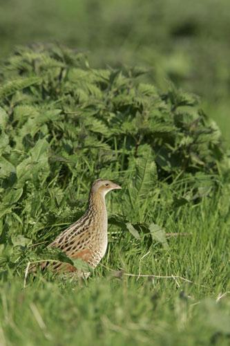 the decade in birds: Corncrake, Crex crex