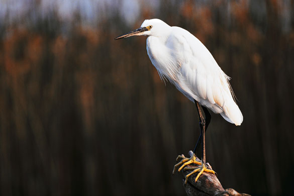 the decade in birds: Little Egret