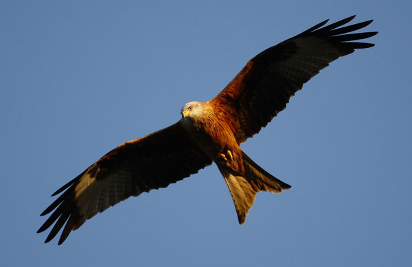 the decade in birds: A red kite flys over the Chiltern Hills 