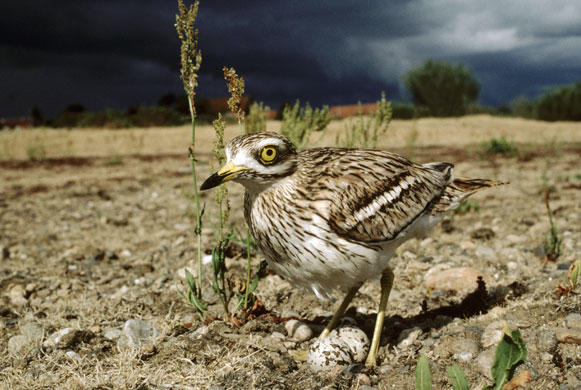 the decade in birds: Stone Curlew (Burhinus oedicnemus) 
