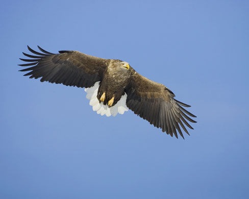 the decade in birds: White-tailed Eagle (Haliaeetus albicilla) 